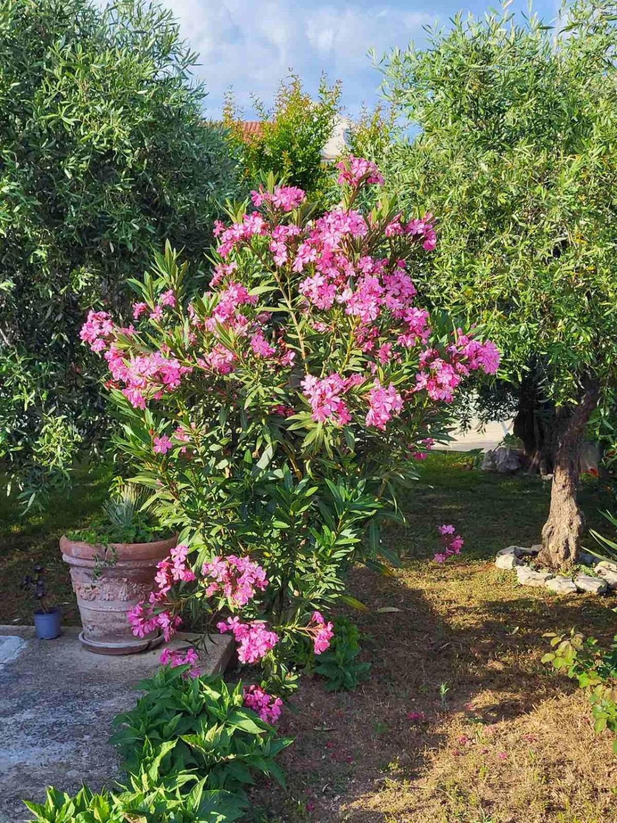 Olive Grove Apartamento Vodice Exterior foto